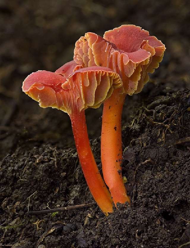 Shangrala's Most Beautiful Mushrooms