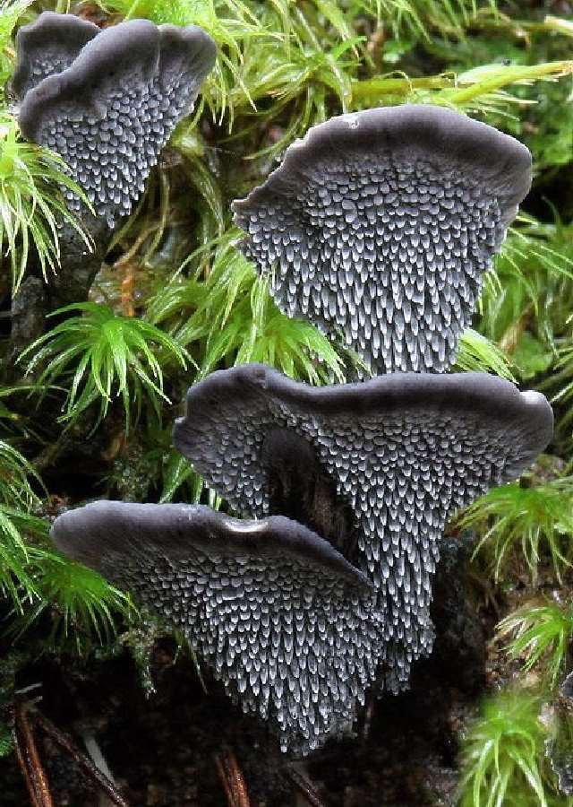 Shangrala's Most Beautiful Mushrooms