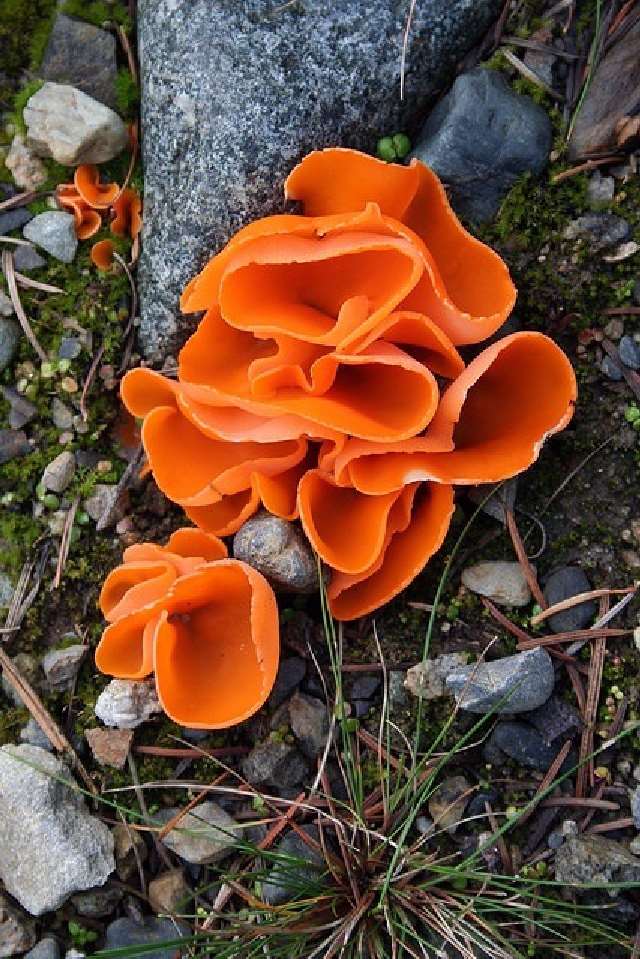 Shangrala's Most Beautiful Mushrooms