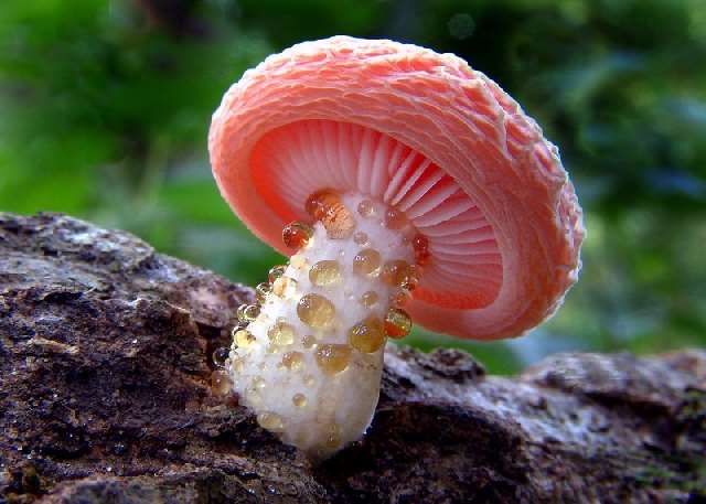 Shangrala's Most Beautiful Mushrooms