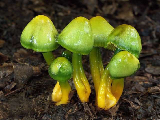 Shangrala's Most Beautiful Mushrooms