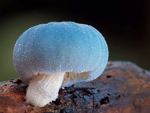 Shangrala's Most Beautiful Mushrooms