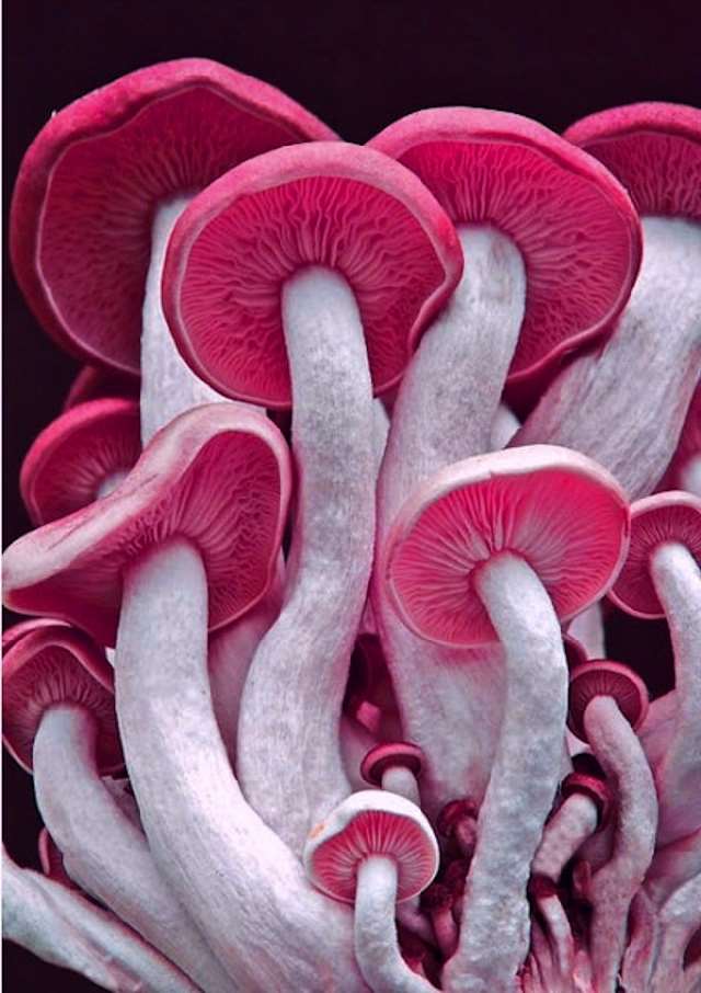 ShangralaFamilyFun.com - Shangrala's Most Beautiful Mushrooms!