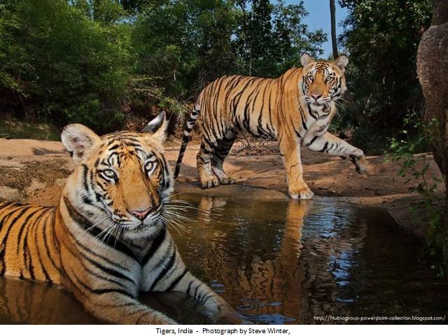 Shangrala's Best Of National Geographic 2012