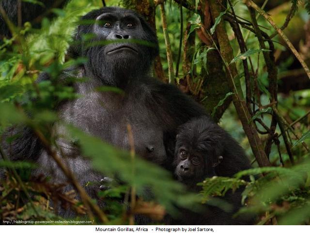 Shangrala's Best Of National Geographic 2012