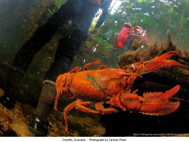 Shangrala's Best Of National Geographic 2012