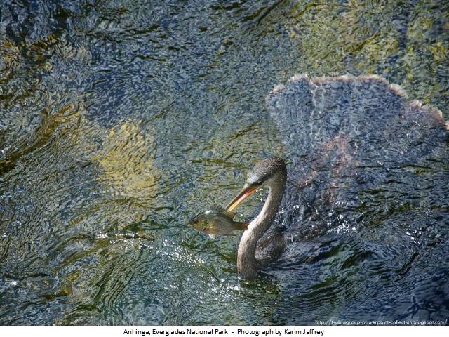 Shangrala's Best Of National Geographic 2012