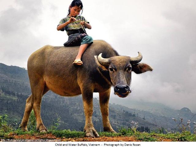 Shangrala's Best Of National Geographic 2012