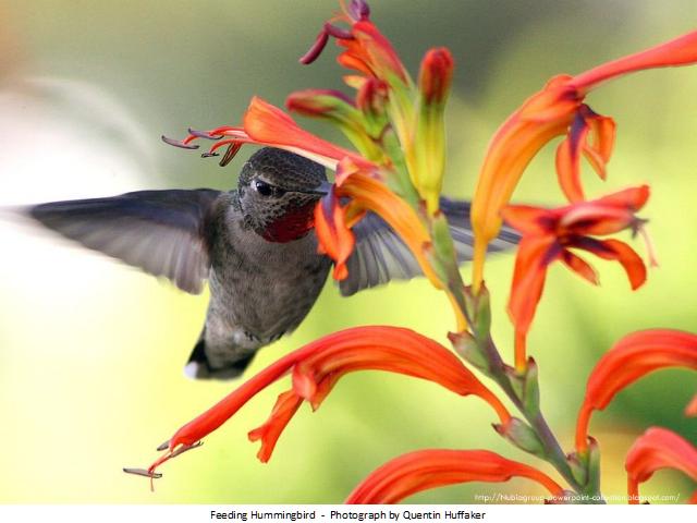 Shangrala's Best Of National Geographic 2012