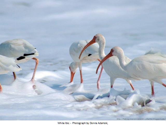 Shangrala's Best Of National Geographic 2012