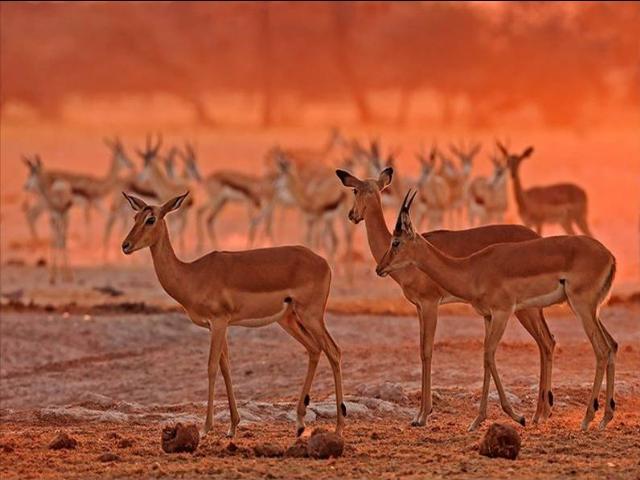 Shangrala's Honoring Nature