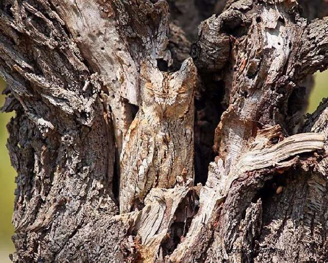 Shangrala's Owls In Camouflage