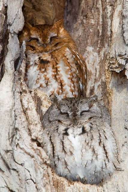 Shangrala's Owls In Camouflage