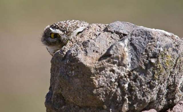 Shangrala's Owls In Camouflage