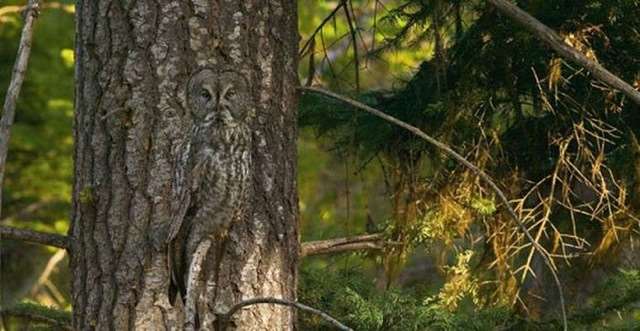 Shangrala's Owls In Camouflage