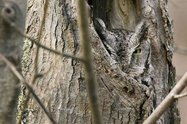 Shangrala's Owls In Camouflage