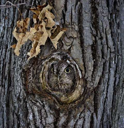 Shangrala's Owls In Camouflage