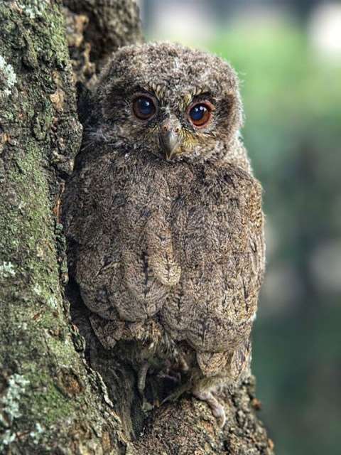 Shangrala's Owls In Camouflage