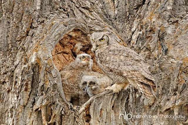 Shangrala's Owls In Camouflage