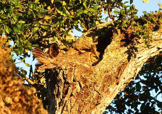 Shangrala's Owls In Camouflage