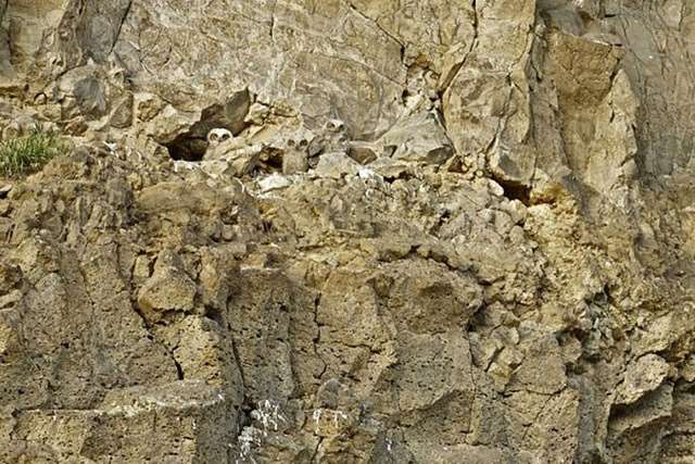 Shangrala's Owls In Camouflage