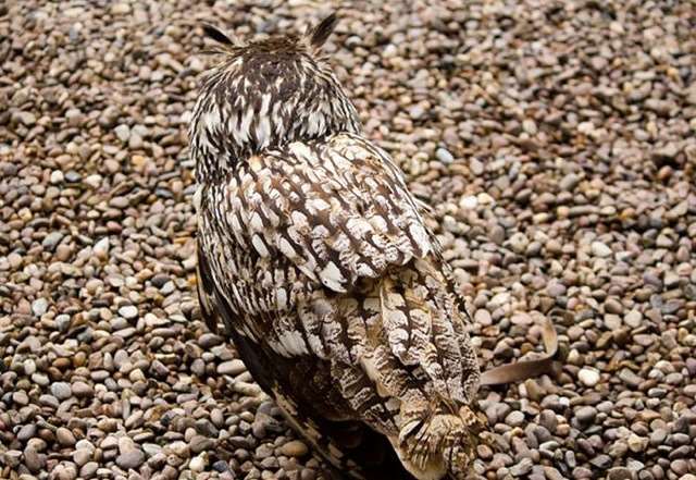 Shangrala's Owls In Camouflage