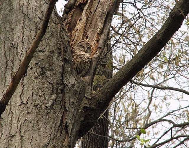 Shangrala's Owls In Camouflage