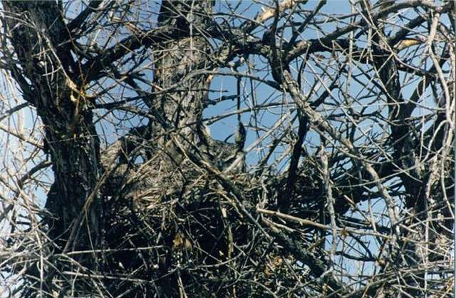 Shangrala's Owls In Camouflage