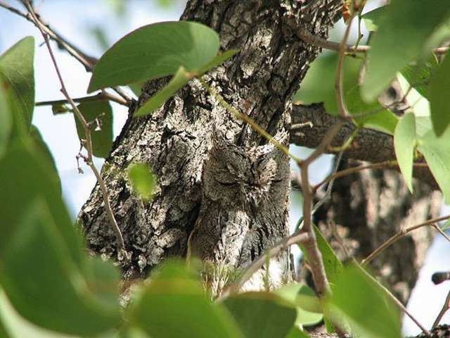 Shangrala's Owls In Camouflage