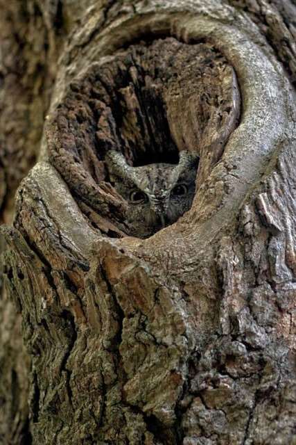 Shangrala's Owls In Camouflage