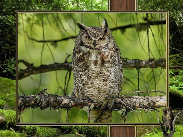 Shangrala's Owl Lovers