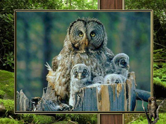 Shangrala's Owl Lovers