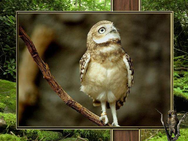 Shangrala's Owl Lovers