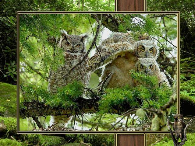 Shangrala's Owl Lovers