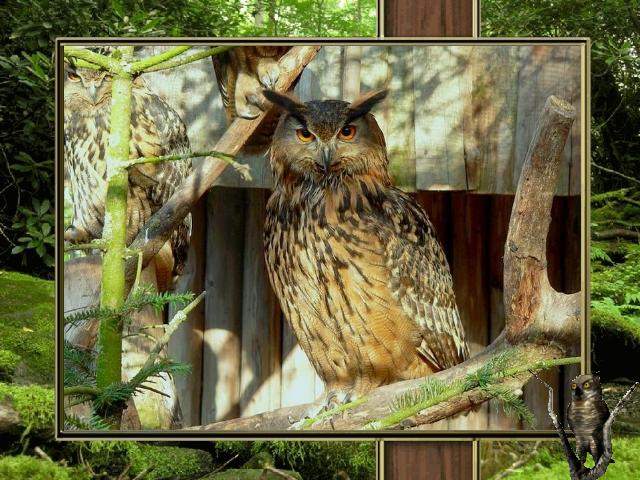 Shangrala's Owl Lovers