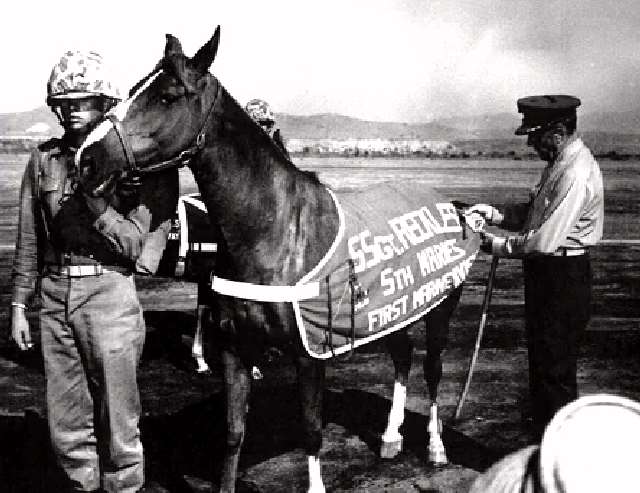 Shangrala's Sgt. Reckless