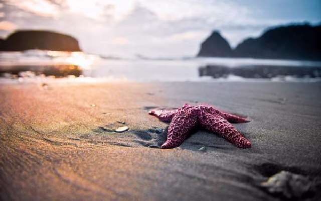 Shangrala's Beautiful Starfish