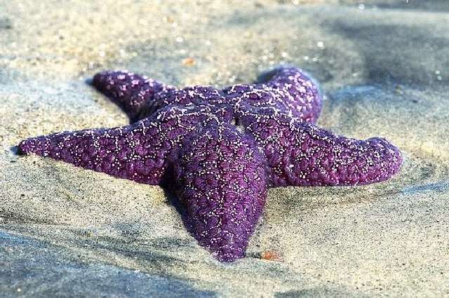 Shangrala's Beautiful Starfish