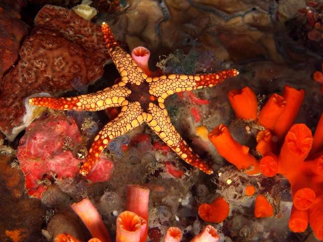 Shangrala's Beautiful Starfish