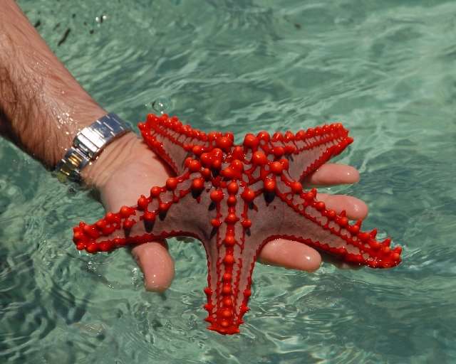 Shangrala's Beautiful Starfish