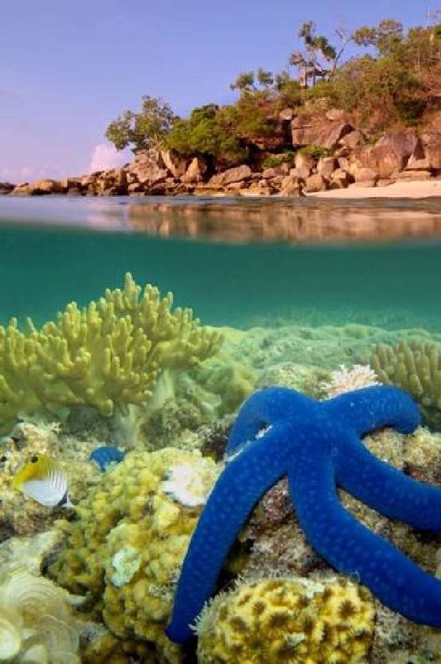 Shangrala's Beautiful Starfish