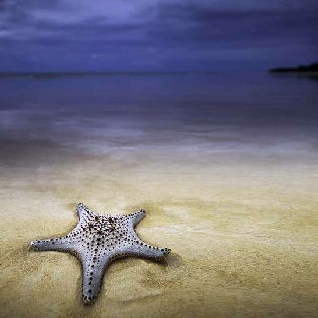 Shangrala's Beautiful Starfish