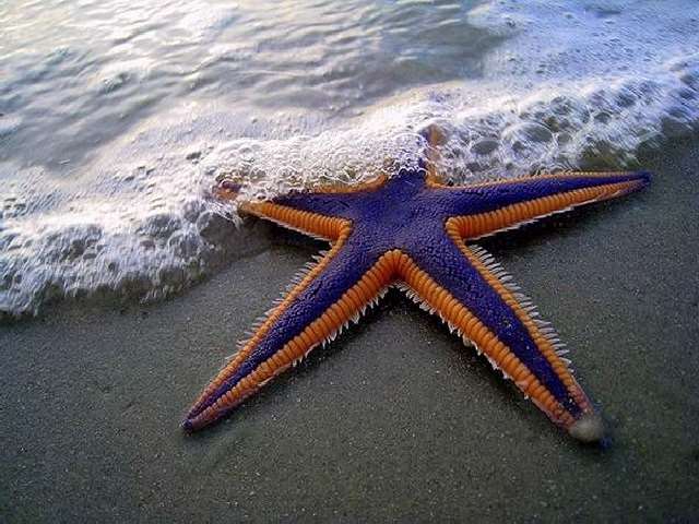 Shangrala's Beautiful Starfish