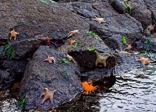 Shangrala's Beautiful Starfish