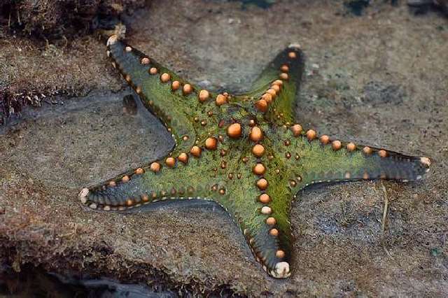 Shangrala's Beautiful Starfish