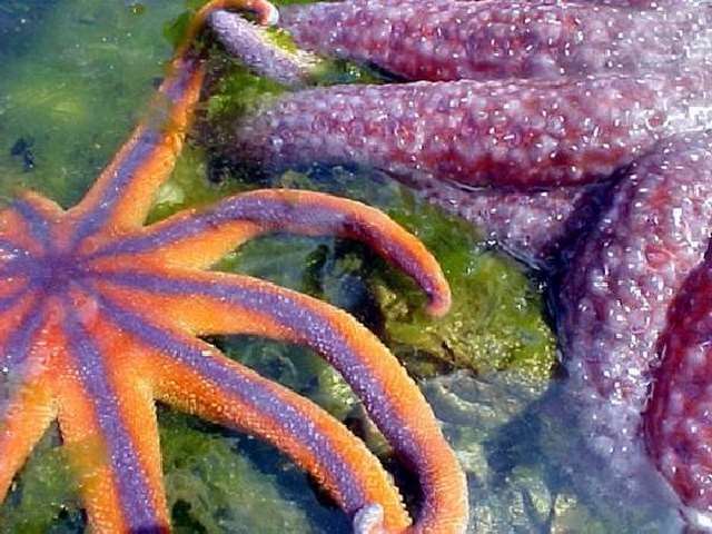 Shangrala's Beautiful Starfish