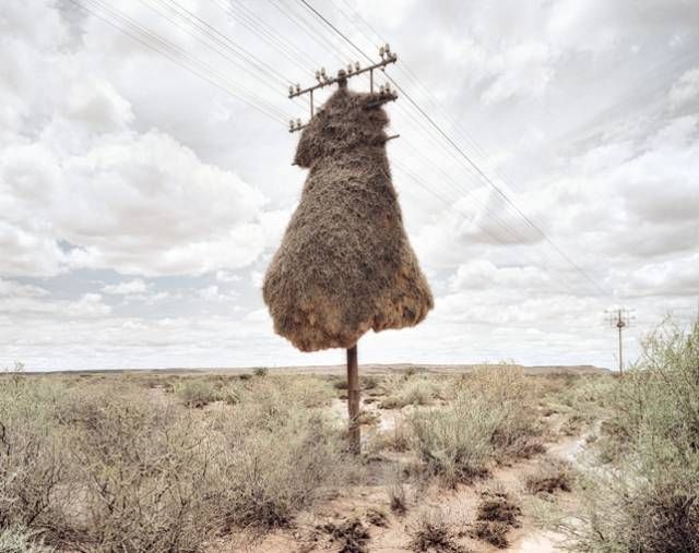 Shangrala's Sociable Weaver Birds