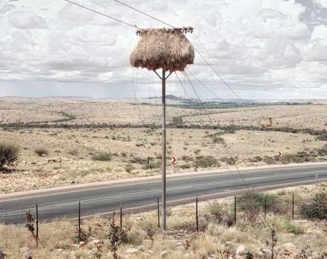 Shangrala's Sociable Weaver Birds