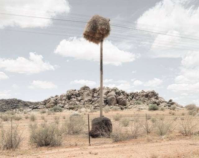 Shangrala's Sociable Weaver Birds