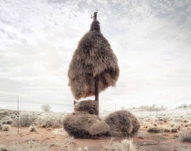 Shangrala's Sociable Weaver Birds